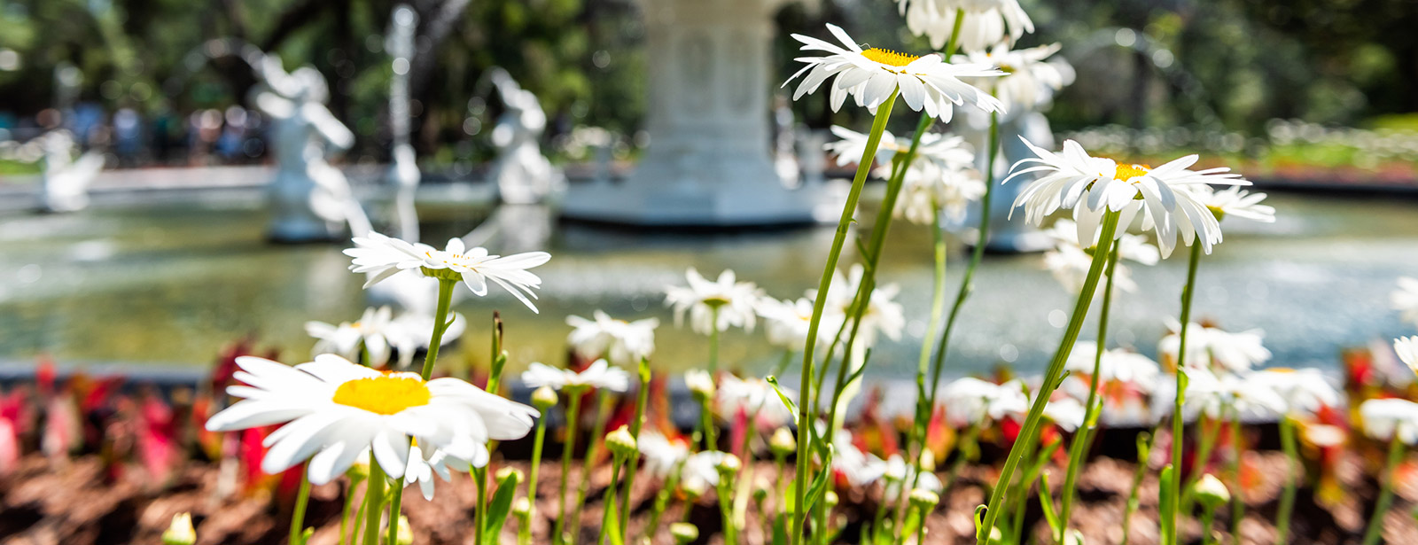 Daisies and a fountain.